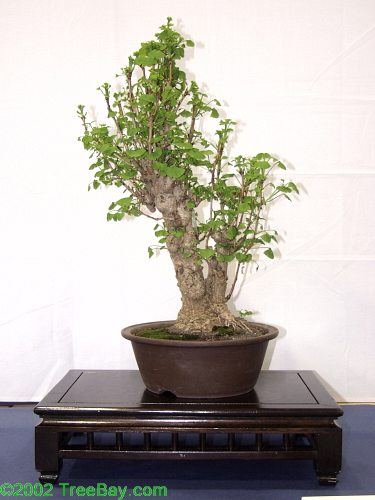 2002Betsuin 084_adj.jpg